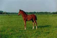 fohlen